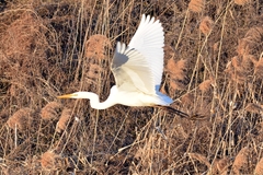 Ardea alba