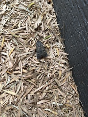 Neumichtis nigerrima