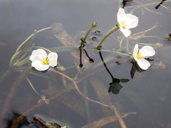 Sagittaria graminea