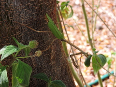 Pseudovates chlorophaea