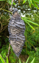 Mucuna sloanei