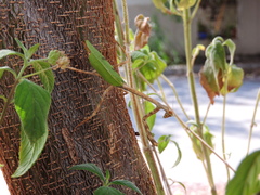 Pseudovates chlorophaea