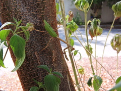 Pseudovates chlorophaea