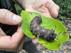 Citheronia bellavista