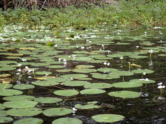 Sagittaria graminea