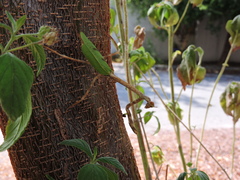 Pseudovates chlorophaea