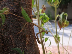 Pseudovates chlorophaea