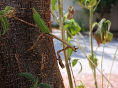 Pseudovates chlorophaea