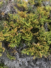 Gleichenia alpina