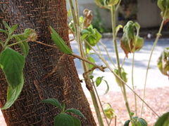 Pseudovates chlorophaea