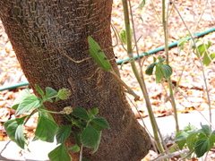 Pseudovates chlorophaea