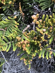 Gleichenia alpina
