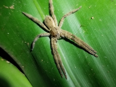 Cupiennius salei