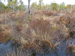 Calluna vulgaris