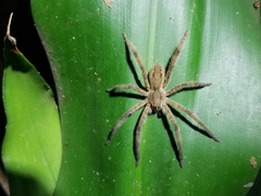 Cupiennius salei