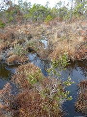 Calluna vulgaris