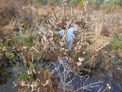 Calluna vulgaris