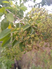 Heteromorpha arborescens