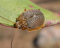Paropsis dilatata