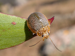 Paropsis dilatata