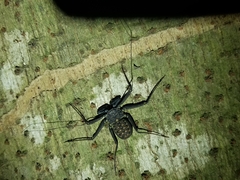 Phrynus whitei