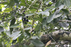 Syzygium cumini
