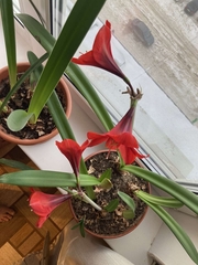 Hippeastrum hybridum
