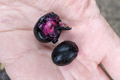 Syzygium cumini