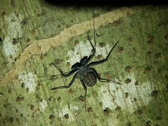 Phrynus whitei