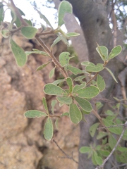 Diospyros lycioides