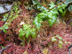 Coptis aspleniifolia