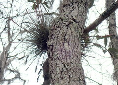 Tillandsia bartramii