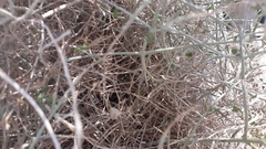 Scutellaria mexicana