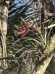 Tillandsia fasciculata
