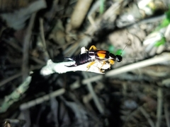 Carcinophora americana