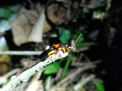 Carcinophora americana