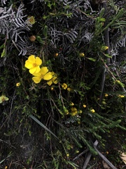 Hibbertia procumbens