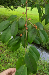 Ficus americana