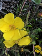 Hibbertia procumbens