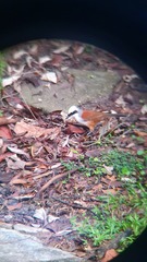 Garrulax leucolophus