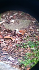 Garrulax leucolophus