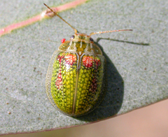 Paropsisterna
