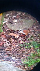 Garrulax leucolophus