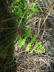 Adiantum