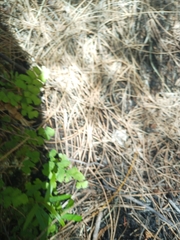 Adiantum