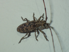 Acalolepta
