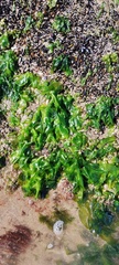 Ulva