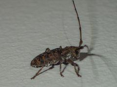 Acalolepta