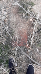 Eriogonum