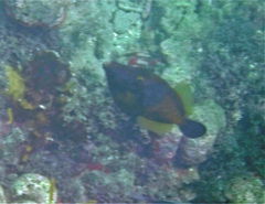 Cantherhines macrocerus